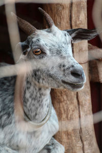 Close-up of goat