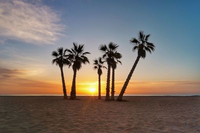 Silhouette palm tree at sunset