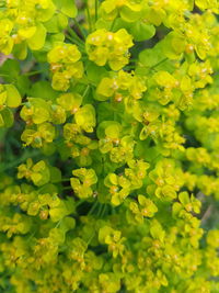 Close-up of yellow flowering plants