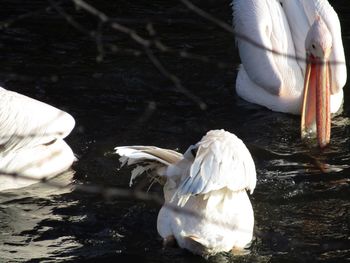 Swan swimming in lake