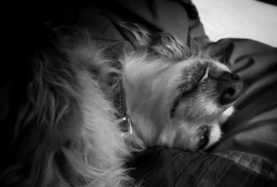 Close-up of dog lying down