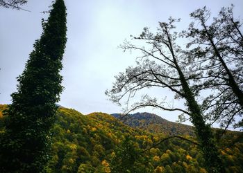 Low angle view of trees against sky