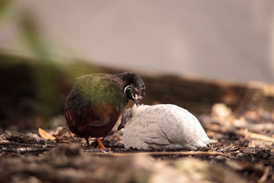 Chinese painted quail also called king quail excalfactoria chinensis mated pair begin to nest 