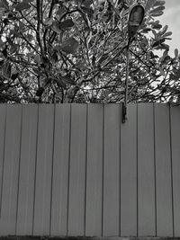 Close-up of plant against wooden wall