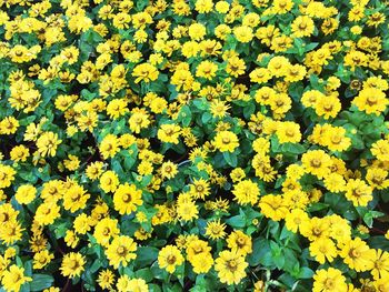 Full frame of yellow flowers blooming in field