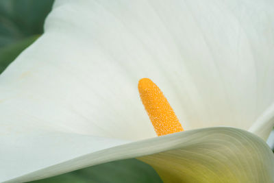 Close-up of flower blooming outdoors