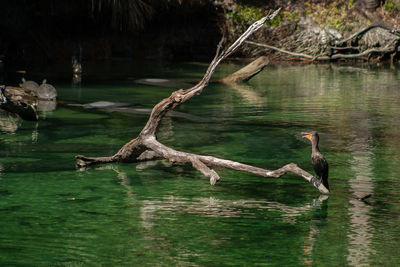 Driftwood in a lake