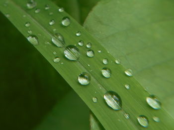 Close-up of raindrops on wet leaf