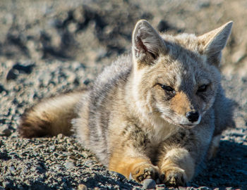 Close-up of cat