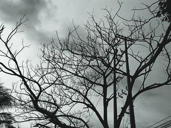 Low angle view of bare tree against sky