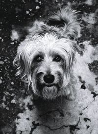 Portrait of dog