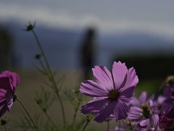 Close-up of pink cosmos flower