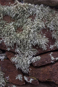 High angle view of frozen plant on field