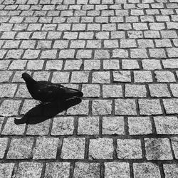 Close-up of pigeon on wall