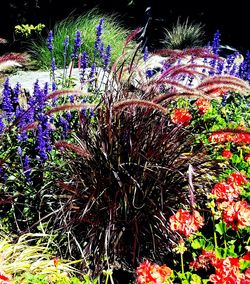 Close-up of colorful flowers