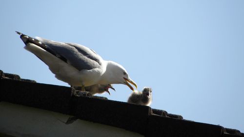 Low angle view of seagulls perching on roof against sky