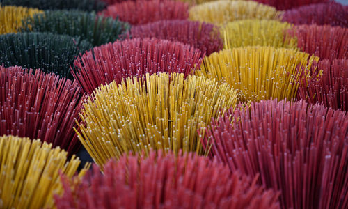 Full frame shot of plants