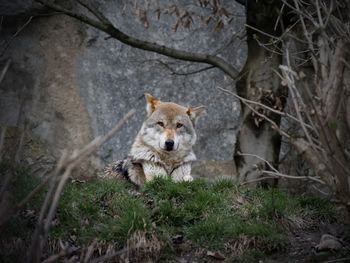 Portrait of a dog in the forest