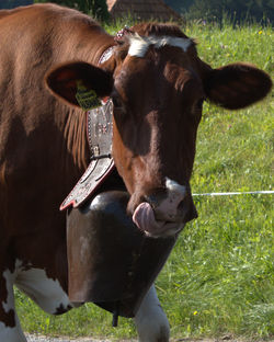 Close-up of cow standing on grass