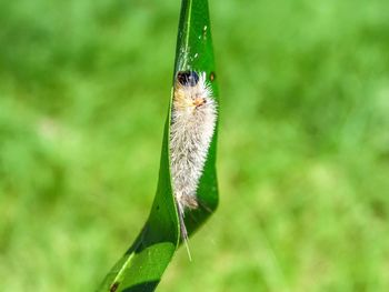 Close-up of insect on plant