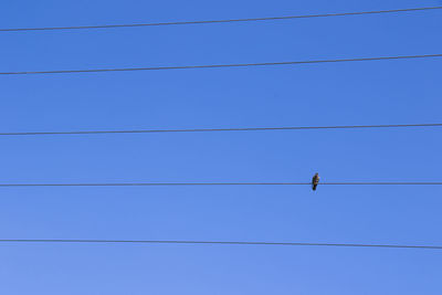 Low angle view of birds perching on cable