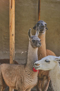 Alpaca portrait. guanaco and llamas on a farm in arequipa, peru. production of ancient alpaca wool