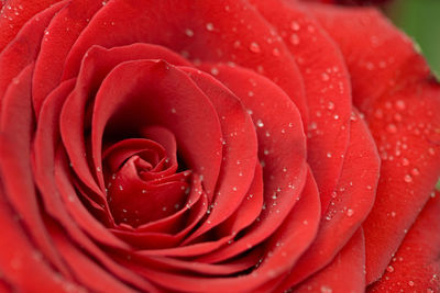 Macro shot of rose