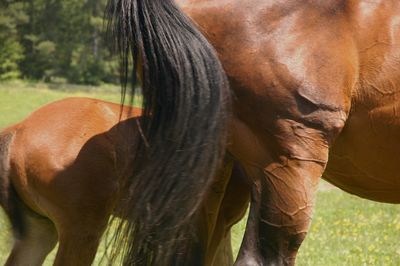 Close-up of a horse in the field