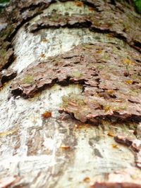 Close-up of tree trunk