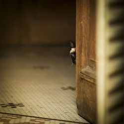 Portrait of cat behind door at home