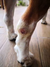 Low section of a dog on hardwood floor