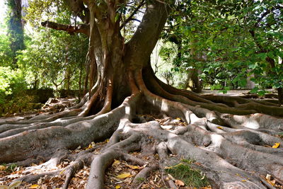 Tree growing in park