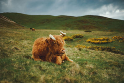 Animal portrait of highland cattle