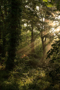 Trees in forest