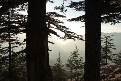 View of pine trees in forest