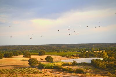 Birds flying over landscape against sky