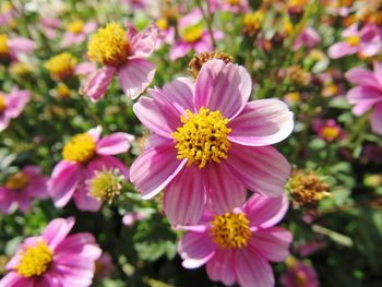 Close-up of pink flowers blooming outdoors