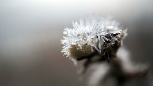 Close-up of frost on a dead dandilion plant head