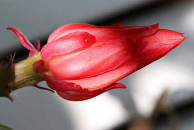 Close-up of red rose