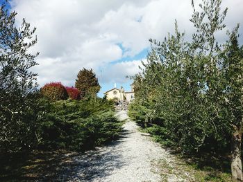 View of trees on landscape