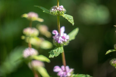 Close-up of purple flowering plant