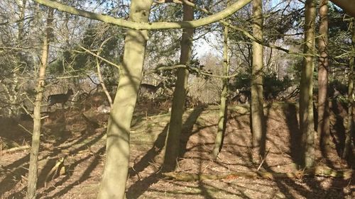 Low angle view of trees in forest