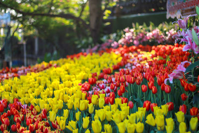 Multi colored tulips in bloom