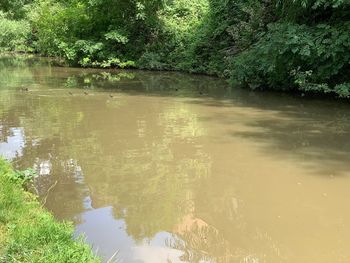 Scenic view of lake in forest
