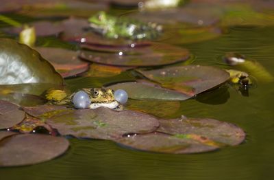 Close-up of frog floating on lake