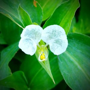 Close-up of white flower