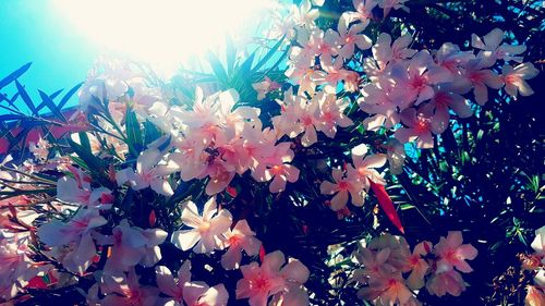 Low angle view of cherry blossom against sky