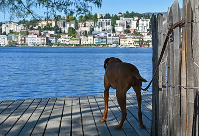 Rear view of dog on pier by river against buildings