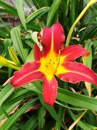 Close-up of red lily blooming outdoors