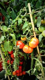 Close-up of tomatoes growing on plant